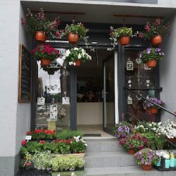 Kwiaciarnia Mimoza (Katowice )