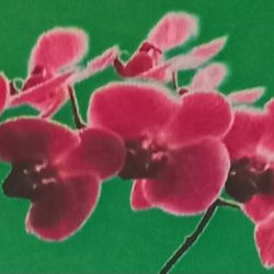 Kwiaciarnia Orchidea Chynów (Chynów )