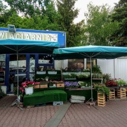 Kwiaciarnia Piękna Orchidea (Kraków )