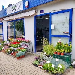 Kwiaciarnia Plantszop (Lubin )