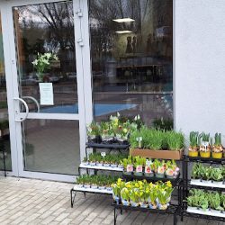 Kwiaciarnia Pod Skrzydłami Dęblin (Dęblin en Merlo San Luis)