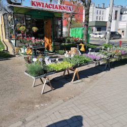 Kwiaciarnia Semaforowa Róg Mościckiego (Wrocław )