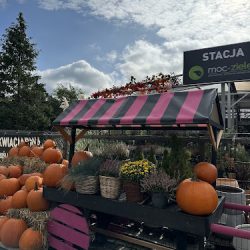 Kwiaciarnia Stacja Moc-zieleni (Konstancin-Jeziorna )