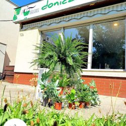 Kwiaciarnia Stefania Doniczkowa (Krosno Odrzańskie )