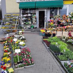 Kwiaciarnia Stokrotka Mariusz I Ewelina Kozak (Lubin )