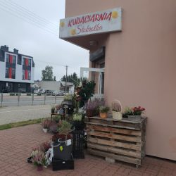 Kwiaciarnia Stokrotka Renata Kobza (Mińsk Mazowiecki )