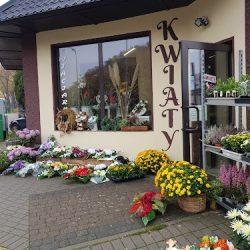 Kwiaciarnia Strelicja (Gdynia )