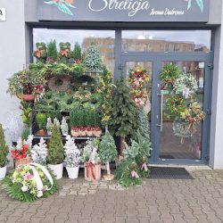 Kwiaciarnia Strelicja - Iwona Dąbrowa (Oława )