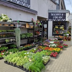 Kwiaciarnia U Rybki Kołaczyce (Kołaczyce )