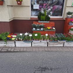 Kwiaciarnia