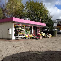 Kwiatex. Kwiaciarnia (Olsztyn )