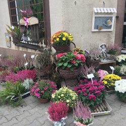 Kwiatowy Kącik. Salnik E. (Orneta )