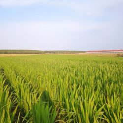 Kwiaty Cięte - Gladiole, Producent. (Rywociny )