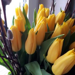 Kwiaty Cięte/tulipany (Jabłonna )