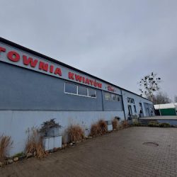 Kwiaty Olsztyn - Hurtownia Kwiatów Dani (Olsztyn )