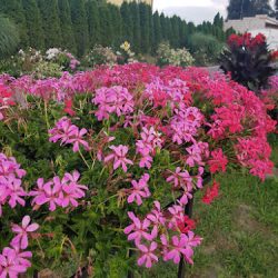 Kwiaty Rabatowe I Balkonowe (Nasielsk )