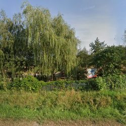 Kwiaty Sochocin-lewandowski (Sochocin )