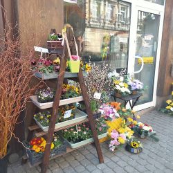 Lawendowy Kredens Kwiaciarnia (Chorzów )