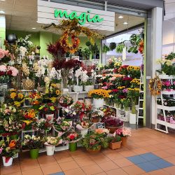 Magia (Kraków )