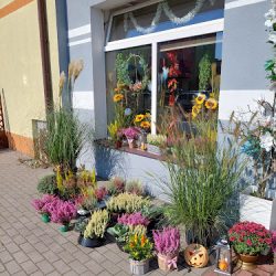 Magnolia Studio Florystyczne (Czarne )