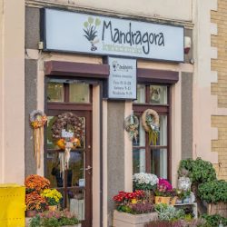 Mandragora Kwiaciarnia (Wejherowo )