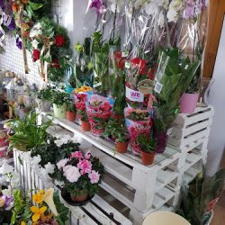 Meta-flora Kwiaciarnia (Baboszewo )