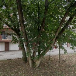 Motylek. Kasperska A. (Leszno en Merlo San Luis)
