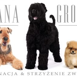 Nana-groom (Krzeczowice )