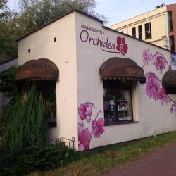 Orchidea (Kielce )
