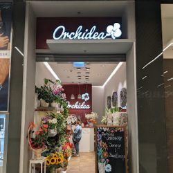 Orchidea (Wrocław )