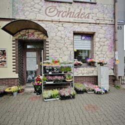 Orchidea Andrzej Biegaj (Gliwice )