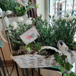 Orchidea - Bańczyk Izabela (Godów )