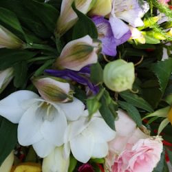 Orchidea. Phu. Kwiaciarnia. Pokrywka K. (Legnica )
