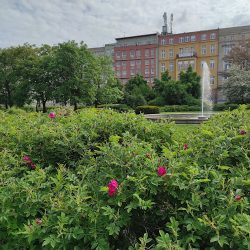 Plac Świętego Macieja (Wrocław )