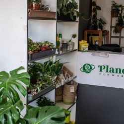 Planet Flower (Pabianice )