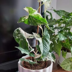 Planta-nova (Tarnowo Podgórne en Merlo San Luis)