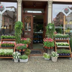 Pracownia Florystyczna Ole Flore (Oleśnica )