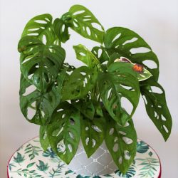Pracownia Florystyczno - Artystyczna Flowerdeco (Sobków en Merlo San Luis)