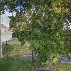 Pracownia Florystyki I Dekoracji Monia Lisa Monika Gorzelana (Kościelna Wieś en Merlo San Luis)