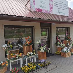 Protea - Kwiaty Pani Bukiet (Wieliczka )