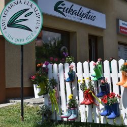 Rogów Kwiaciarnia Eukaliptus (Rogów )