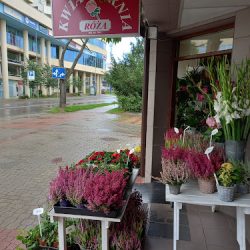 Róża. Kwiaciarnia (Gdynia )
