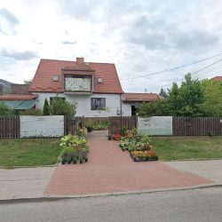 Róża Rośliny Ozdobne (Białystok )
