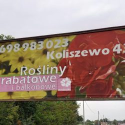 Sadzonki Jastrzębscy (Kolonia Sochocin )