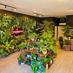 Sansevieria Rośliny & Kwiaty (Pszczyna )