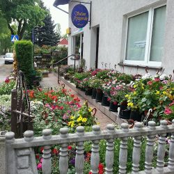 Sara. Kwiaciarnia. Sikora K. (Kościan )