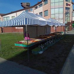 Sezonowa Sprzedaż Kwiatów. (Ropczyce )