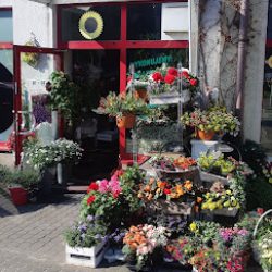 Słonecznik. Kwiaciarnia (Złotniki en Merlo San Luis)