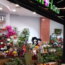 Sofi Flora (Katowice )