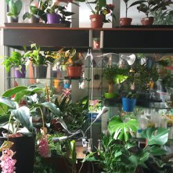 Sunflora (Chorzów )